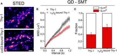 Neuronal Signaling by Thy-1 in Nanodomains With Specific Ganglioside Composition: Shall We Open the Door to a New Complexity?